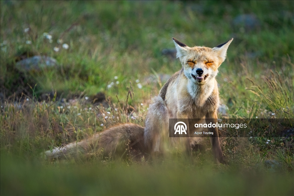 Bolu, yaban hayatı ve yırtıcı kuş çeşitliliğiyle dikkat 