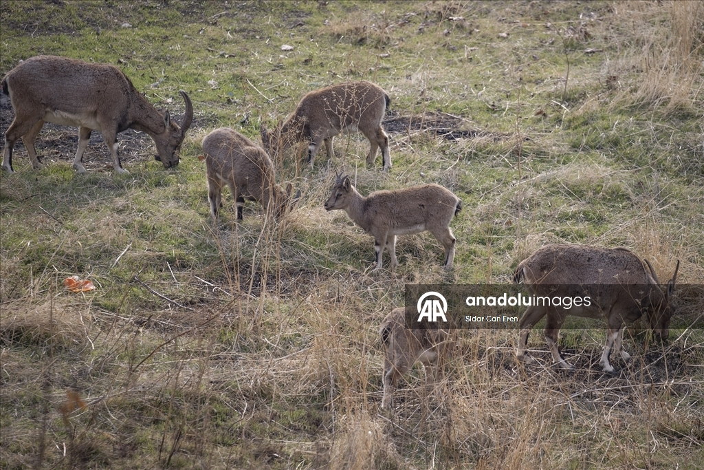 Tunceli'de zirvelerden inen yaban keçileri Çemişgezek ilçesinde güvenle yaşıyor