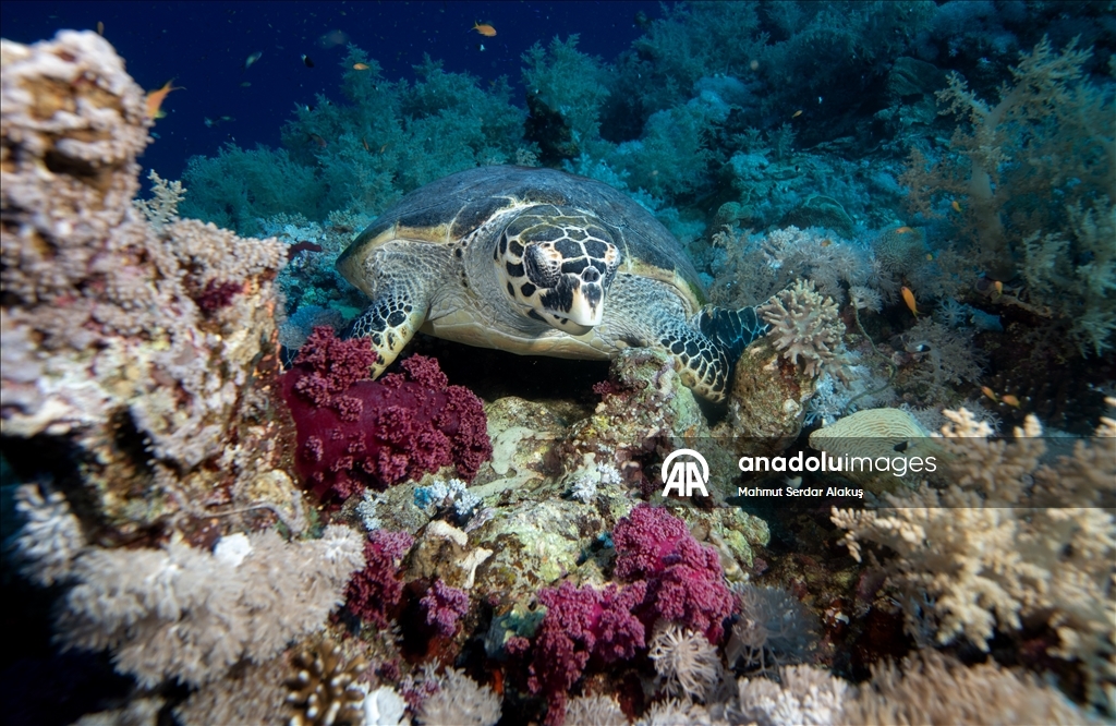 В Красном море запечатлены клювоголовые и зеленые морские черепахи