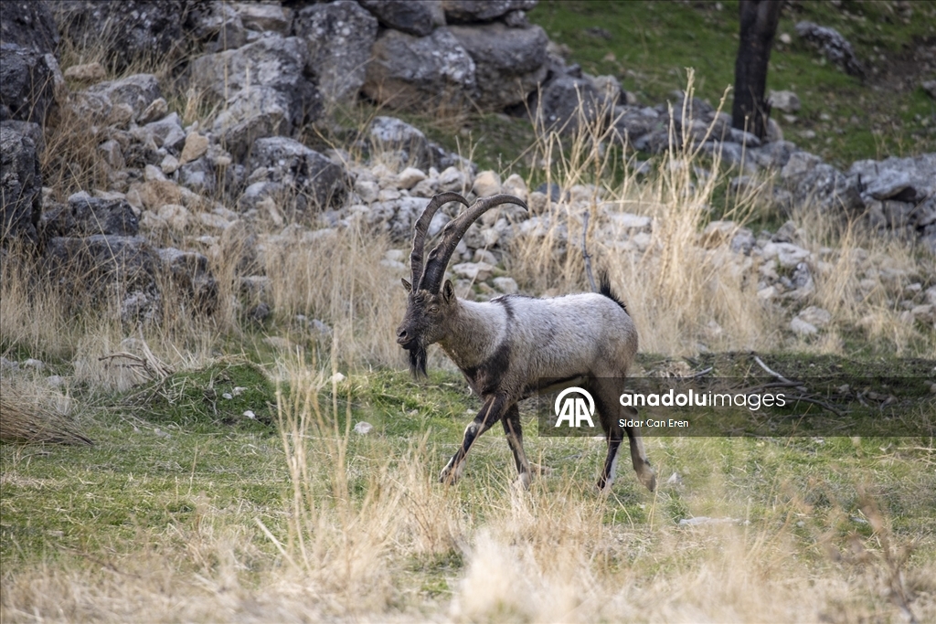 Tunceli'de zirvelerden inen yaban keçileri Çemişgezek ilçesinde güvenle yaşıyor