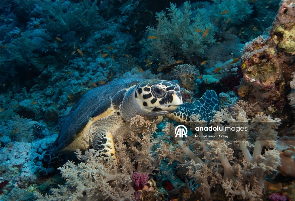 В Красном море запечатлены клювоголовые и зеленые морские черепахи