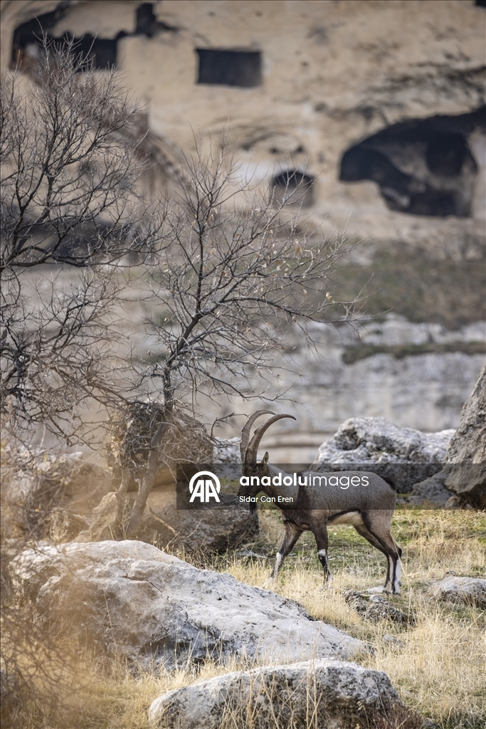 Tunceli'de zirvelerden inen yaban keçileri Çemişgezek ilçesinde güvenle yaşıyor