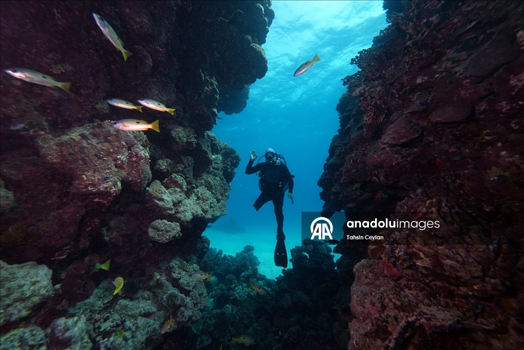 Подводный оператор Тахсин Джейлан совершил погружение в Красном море вместе с дайвером с инвалидностью