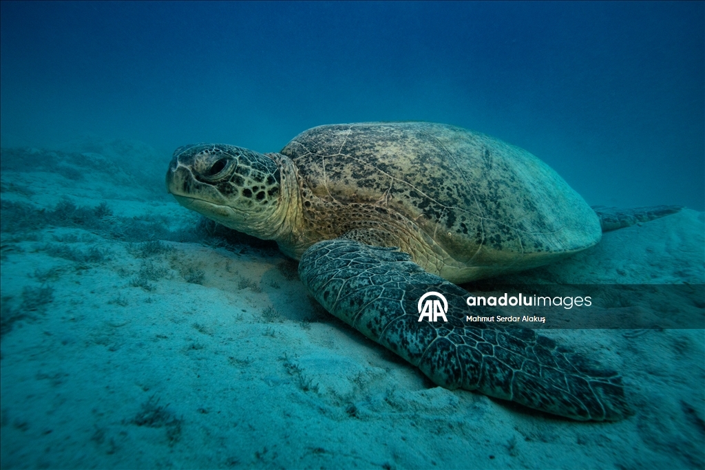 В Красном море запечатлены клювоголовые и зеленые морские черепахи