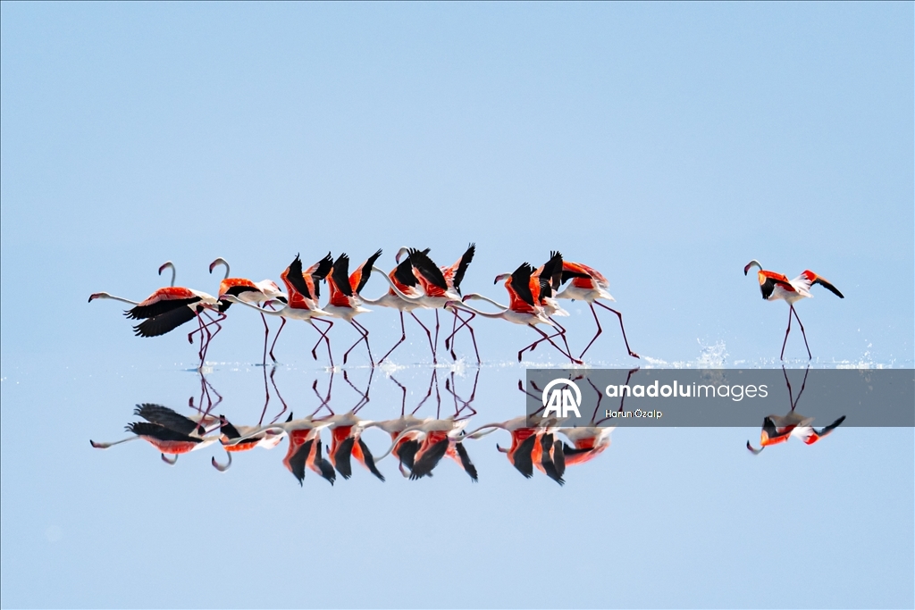 Kuraklık Tuz Gölü'ndeki flamingo sayısını düşürdü