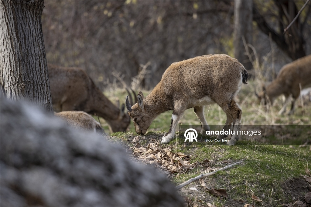 Tunceli'de zirvelerden inen yaban keçileri Çemişgezek ilçesinde güvenle yaşıyor
