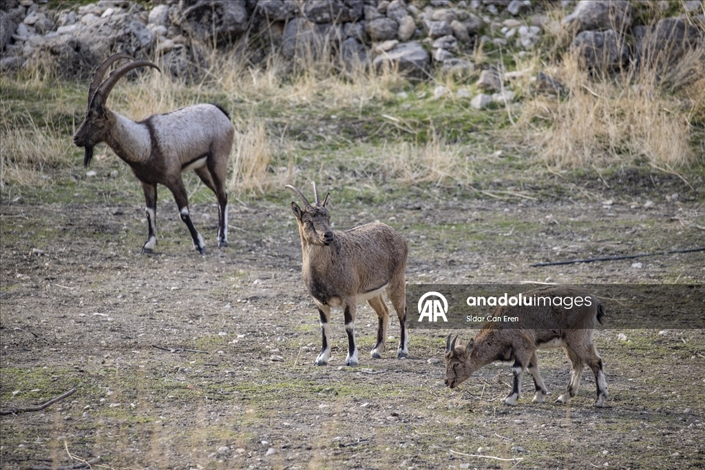 Tunceli'de zirvelerden inen yaban keçileri Çemişgezek ilçesinde güvenle yaşıyor
