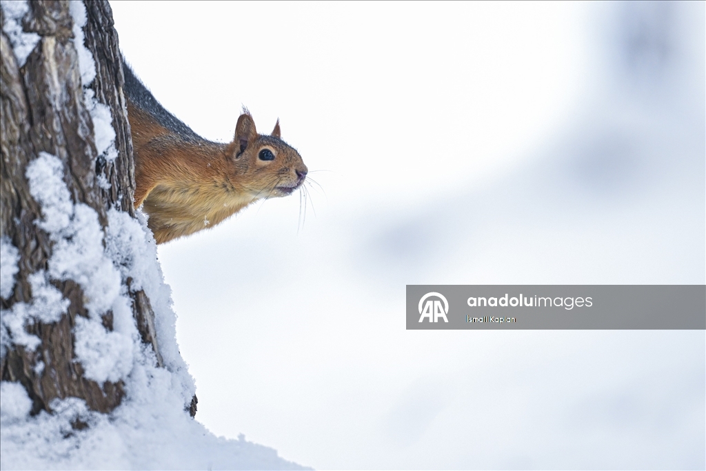 Ankara'da kar yağışı