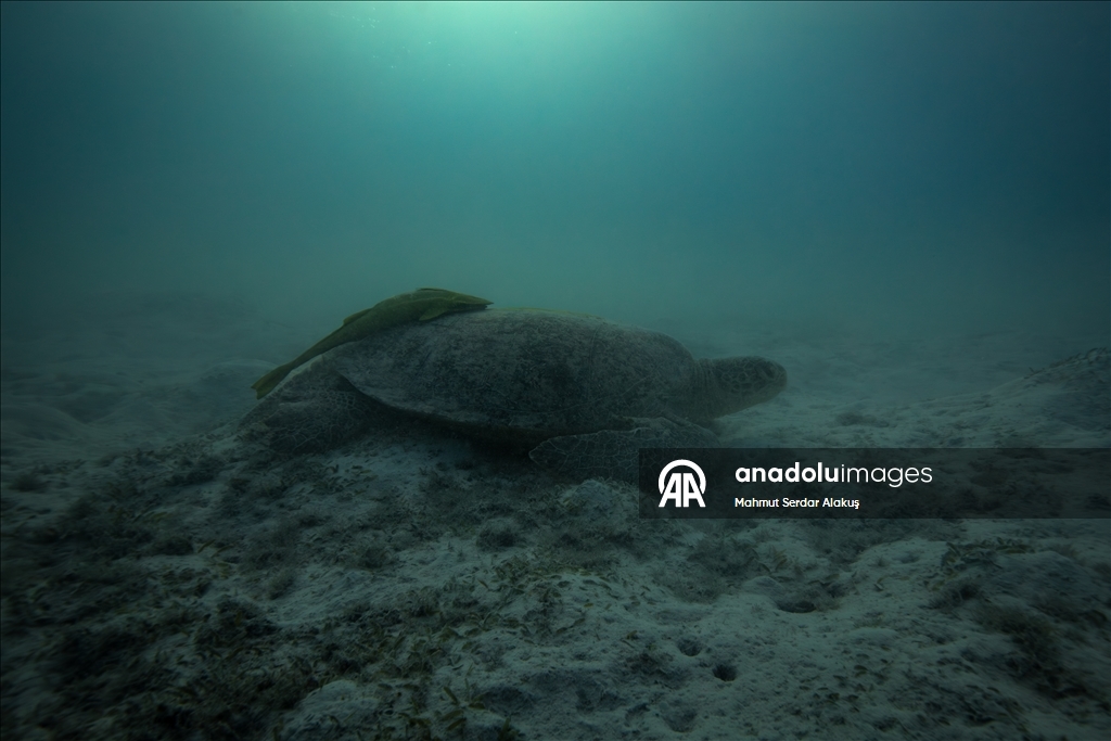 В Красном море запечатлены клювоголовые и зеленые морские черепахи