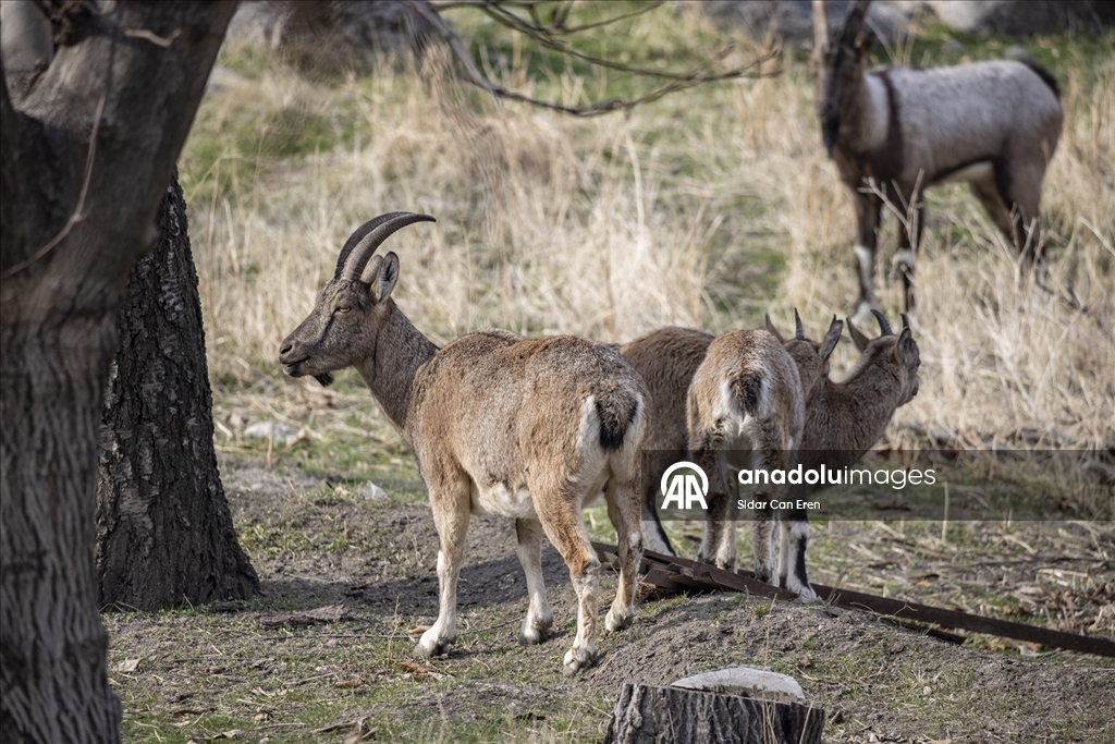 Tunceli'de zirvelerden inen yaban keçileri Çemişgezek ilçesinde güvenle yaşıyor