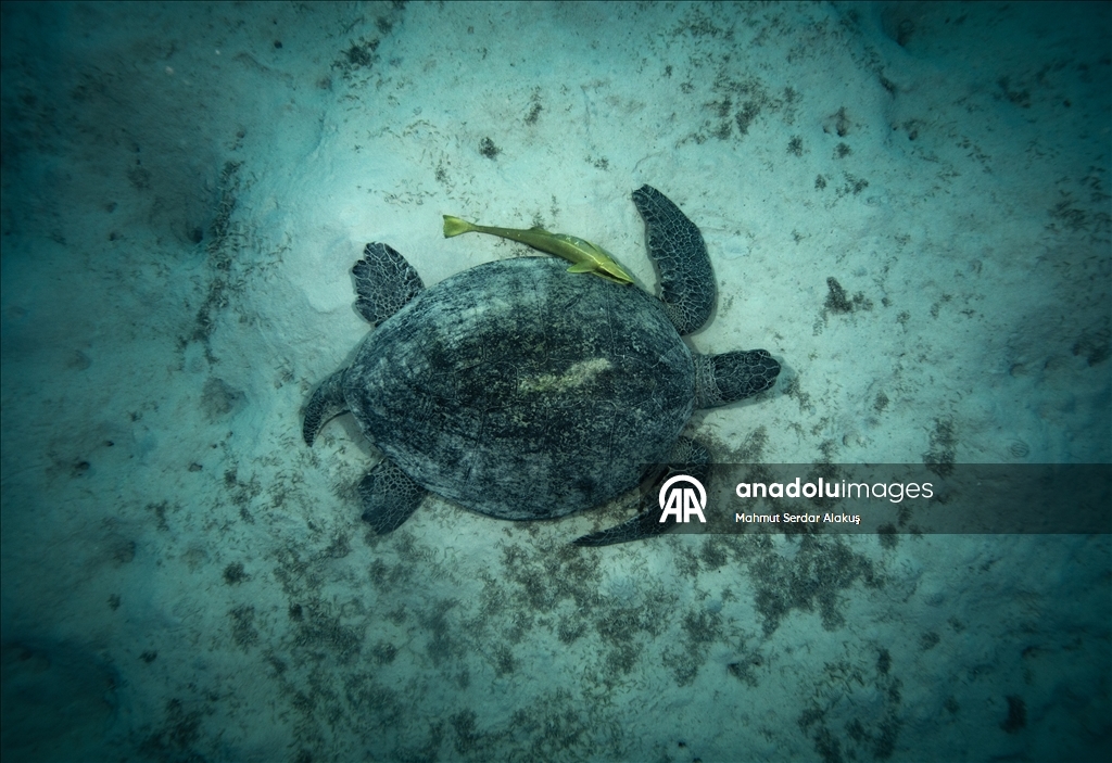 В Красном море запечатлены клювоголовые и зеленые морские черепахи