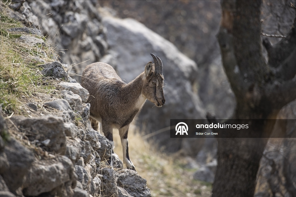 Tunceli'de zirvelerden inen yaban keçileri Çemişgezek ilçesinde güvenle yaşıyor