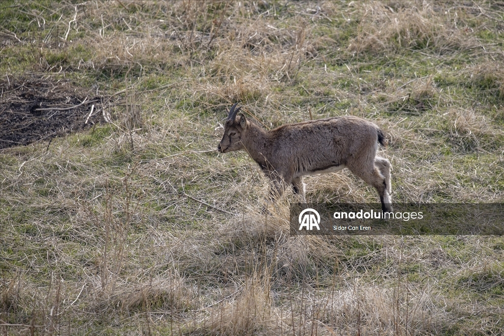 Tunceli'de zirvelerden inen yaban keçileri Çemişgezek ilçesinde güvenle yaşıyor