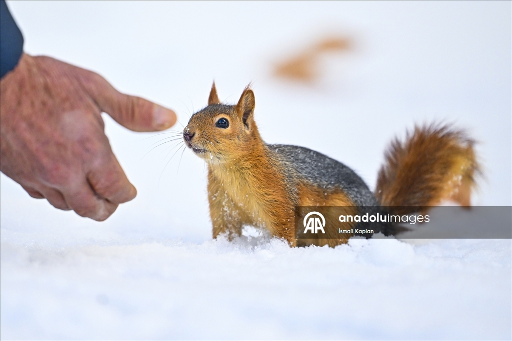 Ankara'da kar yağışı