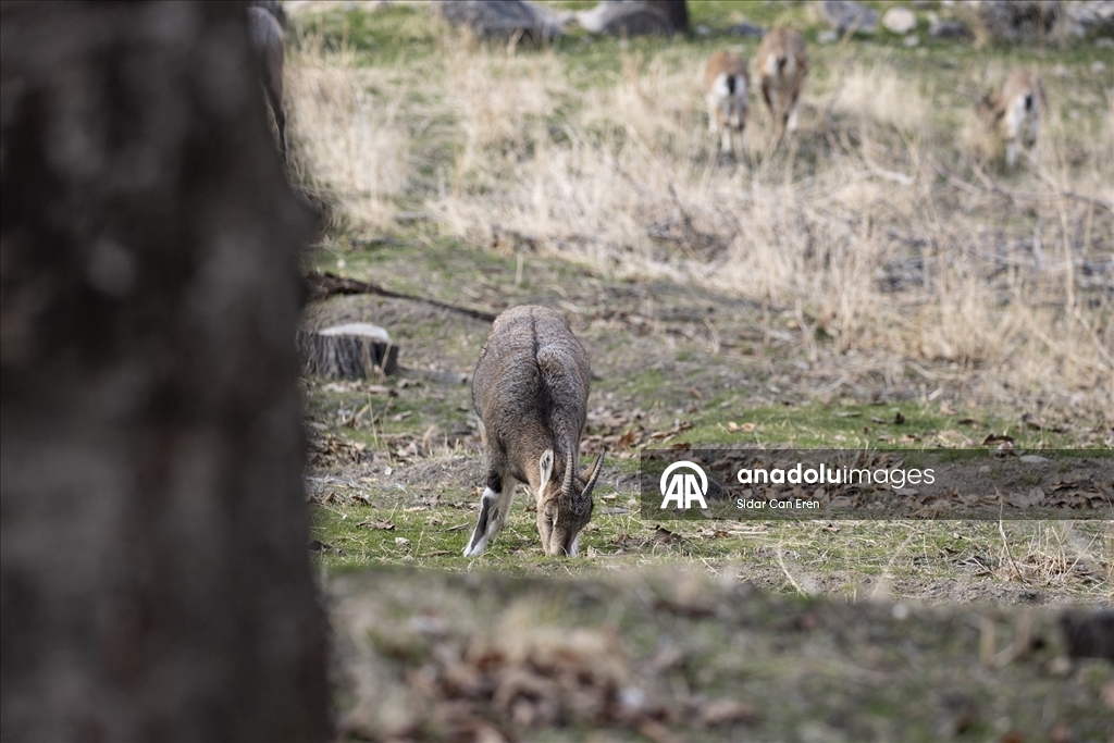 Tunceli'de zirvelerden inen yaban keçileri Çemişgezek ilçesinde güvenle yaşıyor