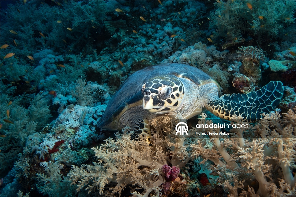 В Красном море запечатлены клювоголовые и зеленые морские черепахи