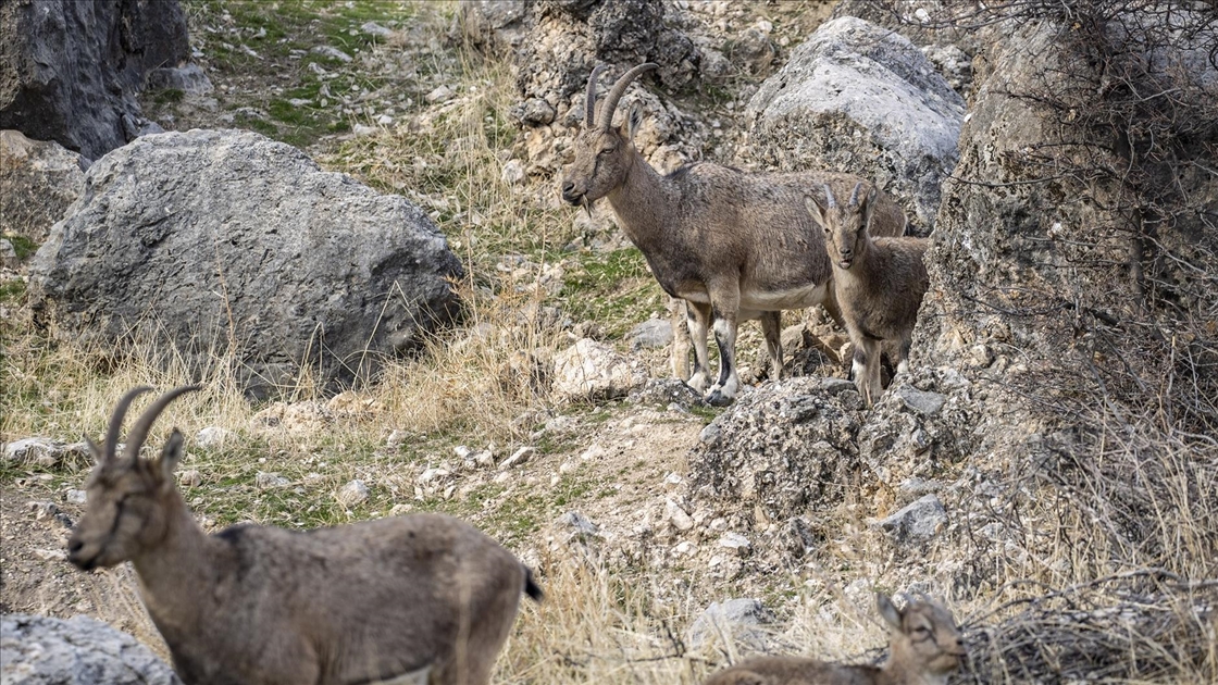 Tunceli'de zirvelerden inen yaban keçileri Çemişgezek ilçesinde güvenle yaşıyor