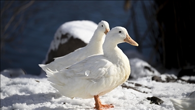 Ankara'da kar yağışı