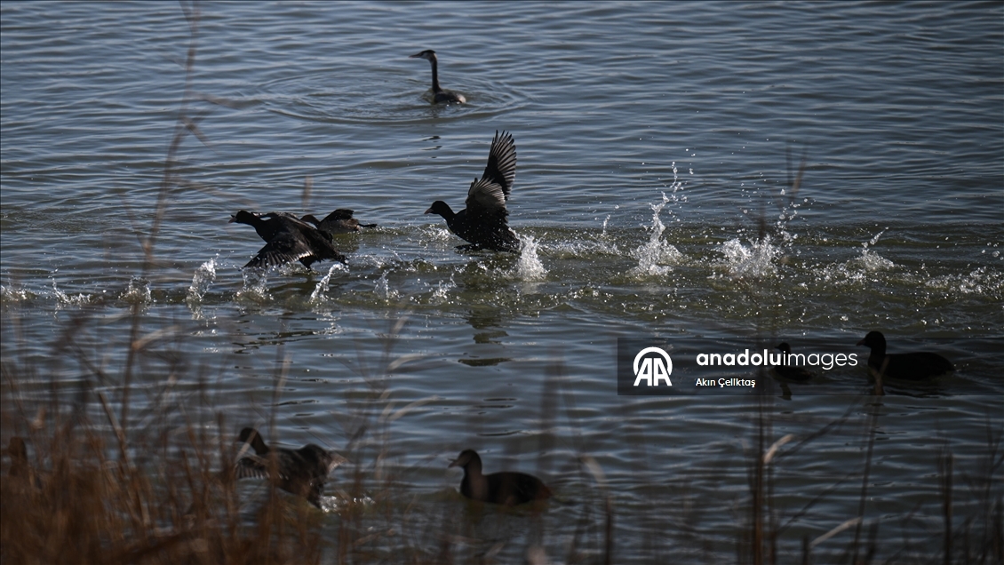 Mogan Gölü'nde doğal yaşam