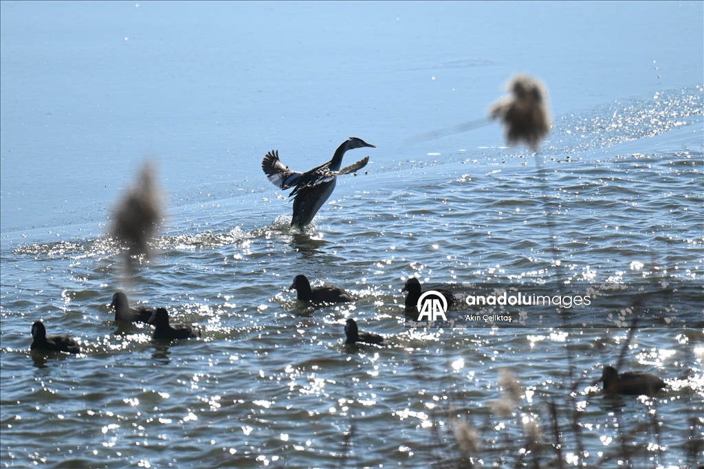 Mogan Gölü'nde doğal yaşam