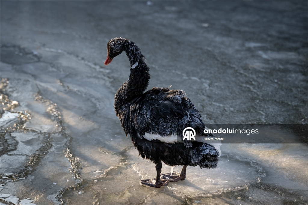 Başkentin simgelerinden Kuğulu Park'taki havuzun yüzeyi buz tuttu