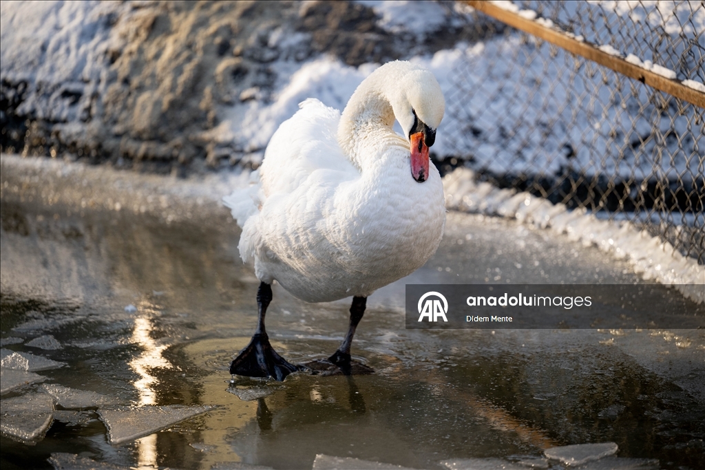 Başkentin simgelerinden Kuğulu Park'taki havuzun yüzeyi buz tuttu