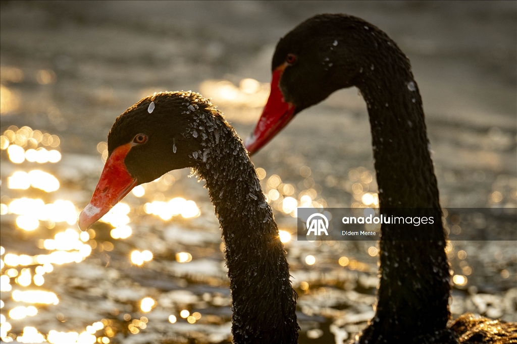 Başkentin simgelerinden Kuğulu Park'taki havuzun yüzeyi buz tuttu