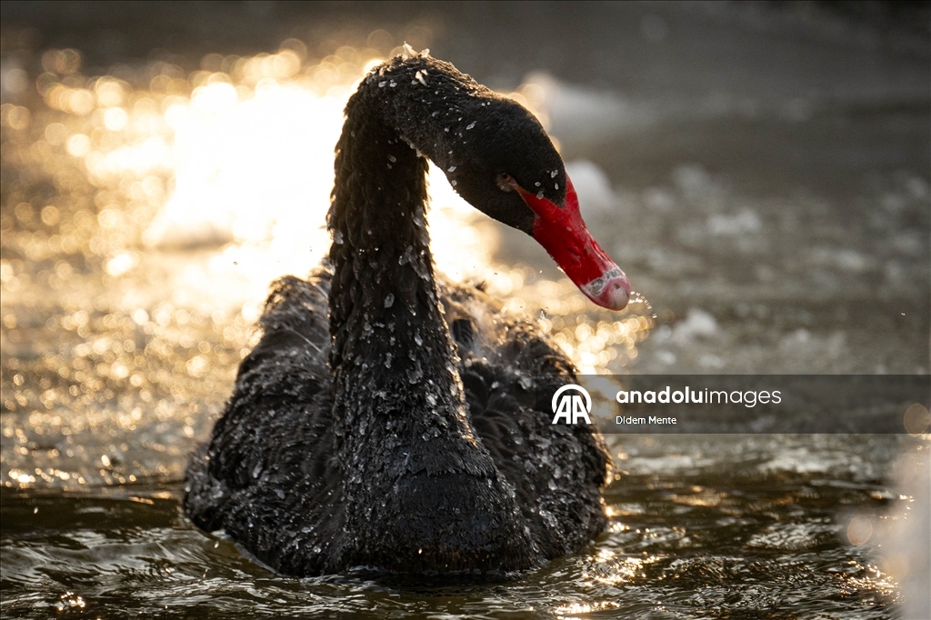Başkentin simgelerinden Kuğulu Park'taki havuzun yüzeyi buz tuttu