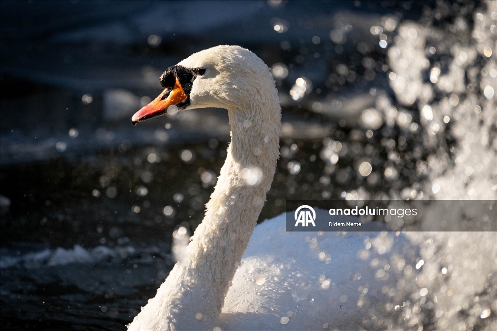 Başkentin simgelerinden Kuğulu Park'taki havuzun yüzeyi buz tuttu