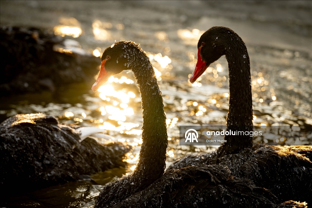 Başkentin simgelerinden Kuğulu Park'taki havuzun yüzeyi buz tuttu