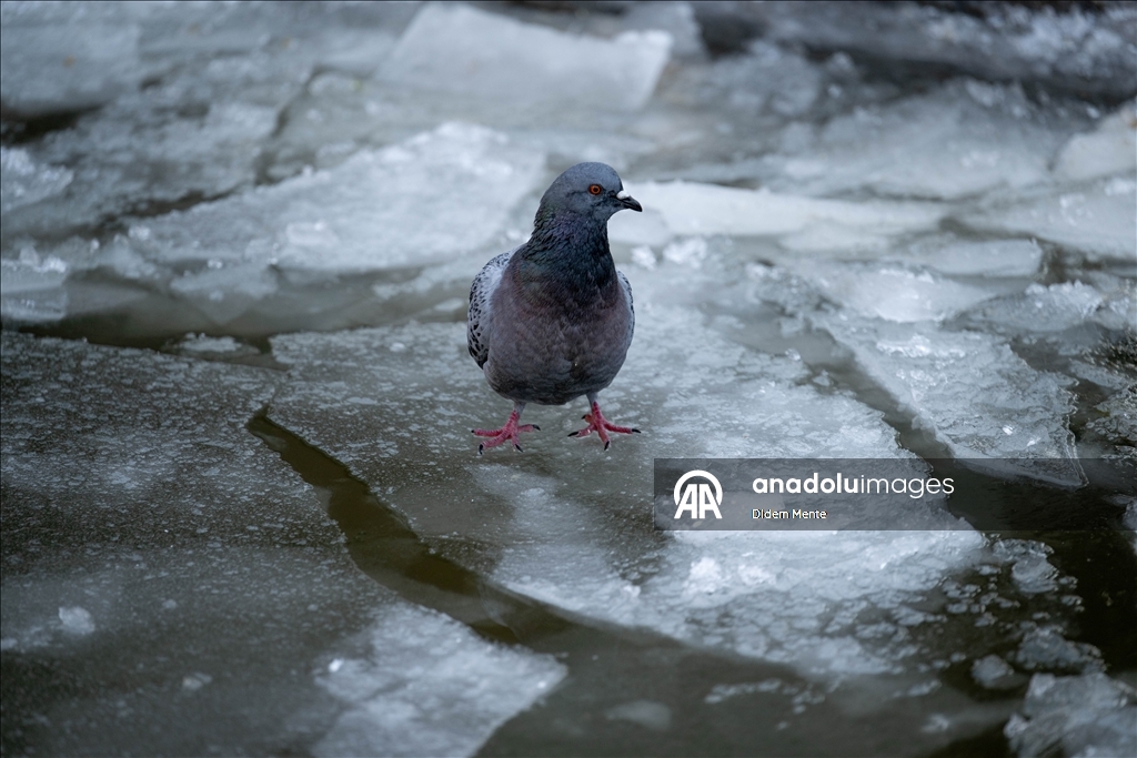 Başkentin simgelerinden Kuğulu Park'taki havuzun yüzeyi buz tuttu
