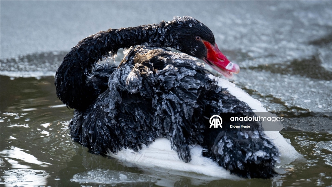 Başkentin simgelerinden Kuğulu Park'taki havuzun yüzeyi buz tuttu