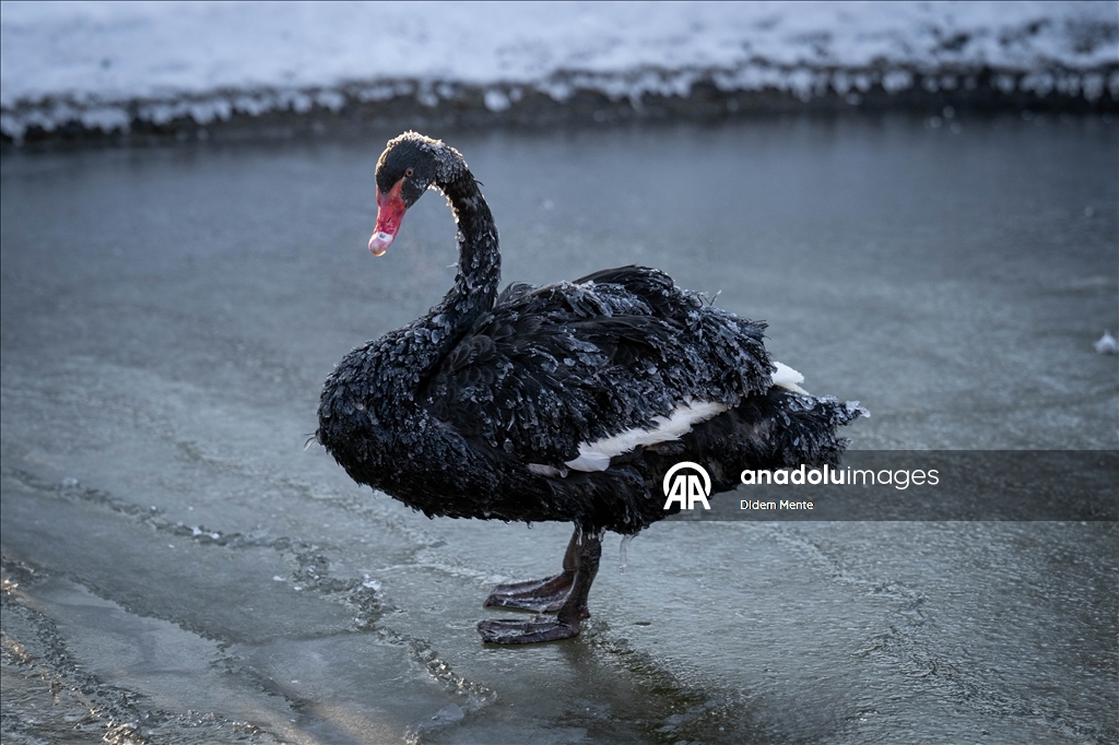 Başkentin simgelerinden Kuğulu Park'taki havuzun yüzeyi buz tuttu