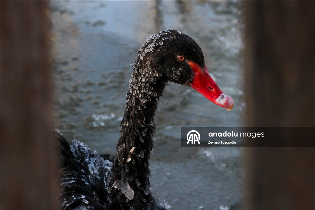 Başkentin simgelerinden Kuğulu Park'taki havuzun yüzeyi buz tuttu