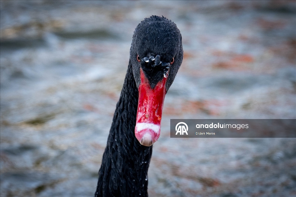 Başkentin simgelerinden Kuğulu Park'taki havuzun yüzeyi buz tuttu