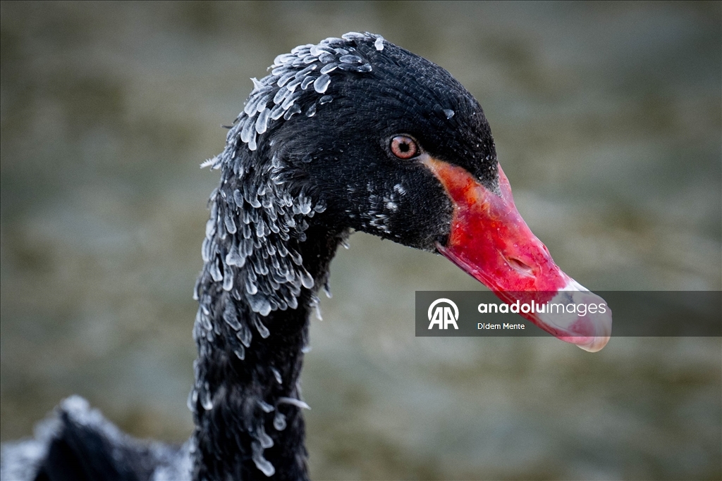 Başkentin simgelerinden Kuğulu Park'taki havuzun yüzeyi buz tuttu