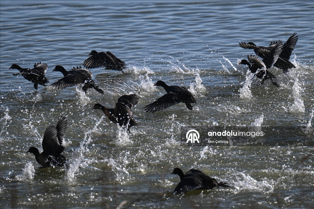 Mogan Gölü'nde doğal yaşam