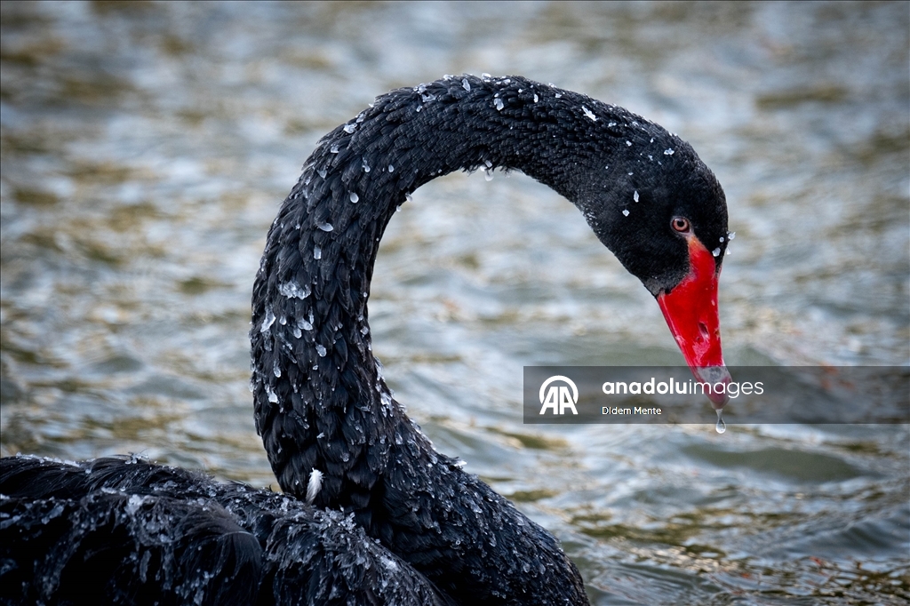 Başkentin simgelerinden Kuğulu Park'taki havuzun yüzeyi buz tuttu