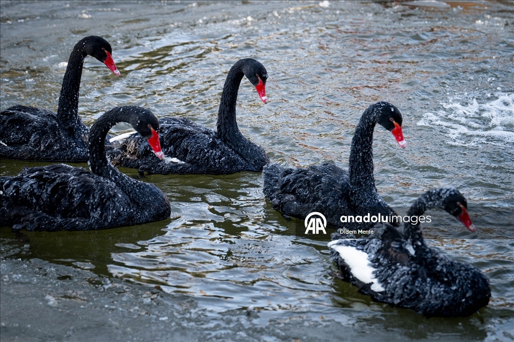 Başkentin simgelerinden Kuğulu Park'taki havuzun yüzeyi buz tuttu