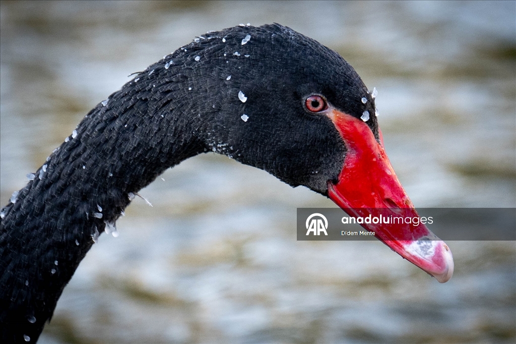 Başkentin simgelerinden Kuğulu Park'taki havuzun yüzeyi buz tuttu