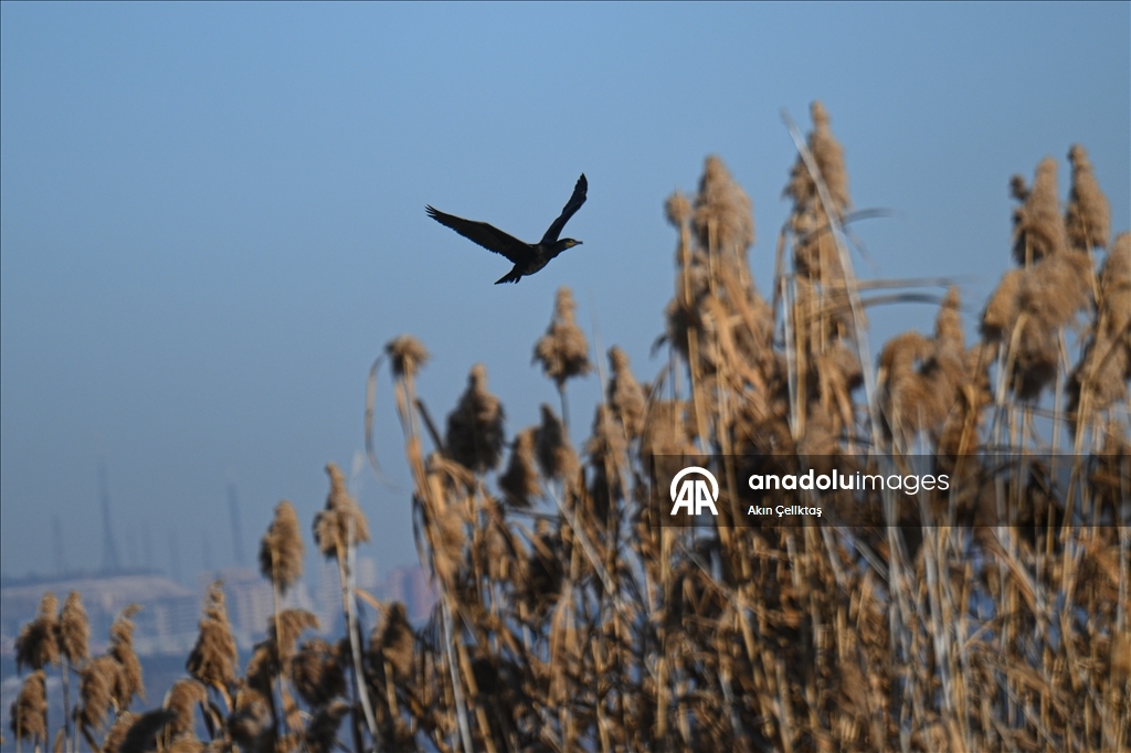 Mogan Gölü'nde doğal yaşam