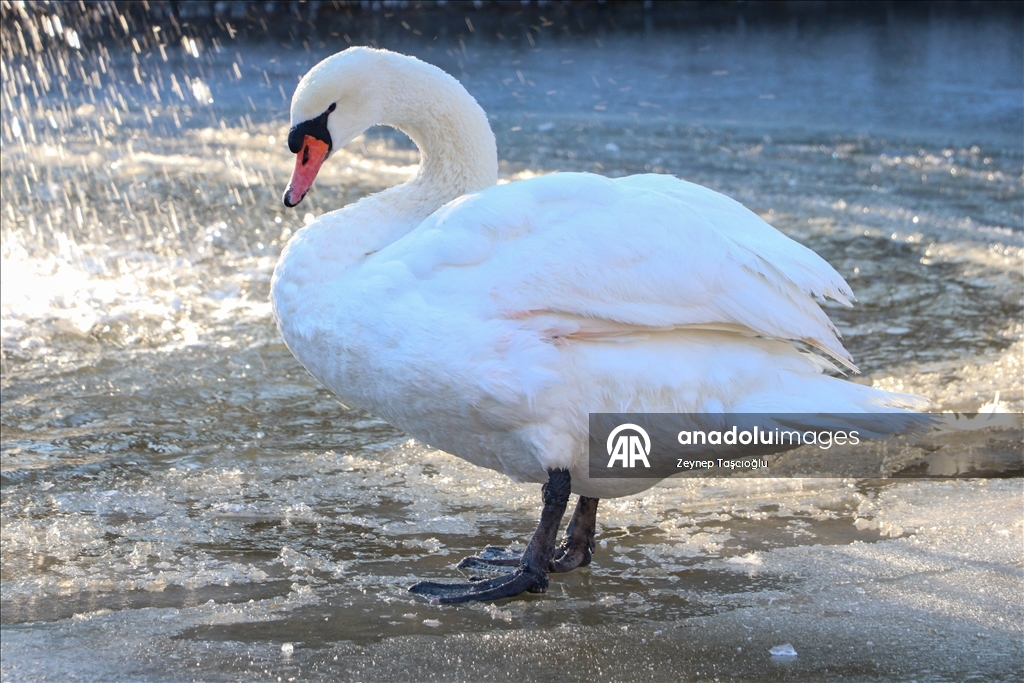 Başkentin simgelerinden Kuğulu Park'taki havuzun yüzeyi buz tuttu