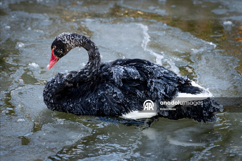 Başkentin simgelerinden Kuğulu Park'taki havuzun yüzeyi buz tuttu