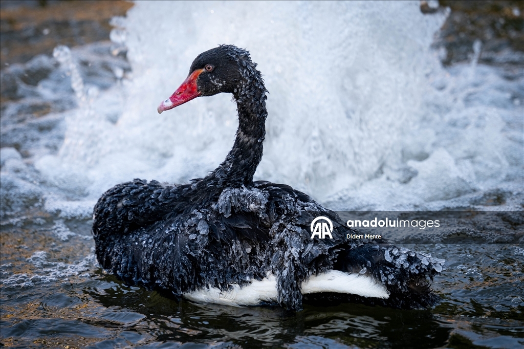 Başkentin simgelerinden Kuğulu Park'taki havuzun yüzeyi buz tuttu