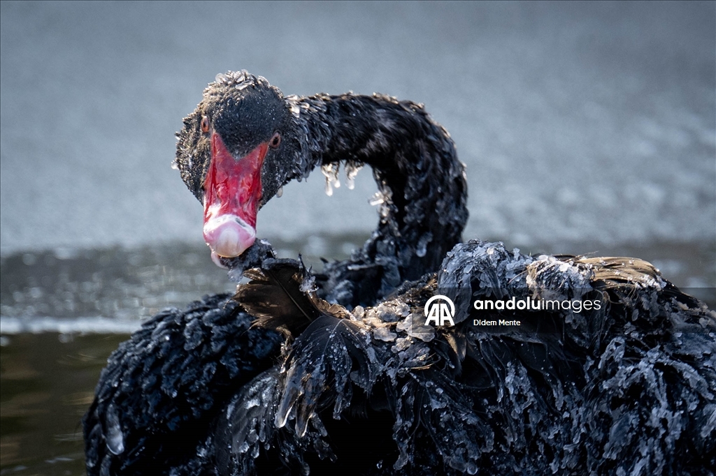 Başkentin simgelerinden Kuğulu Park'taki havuzun yüzeyi buz tuttu