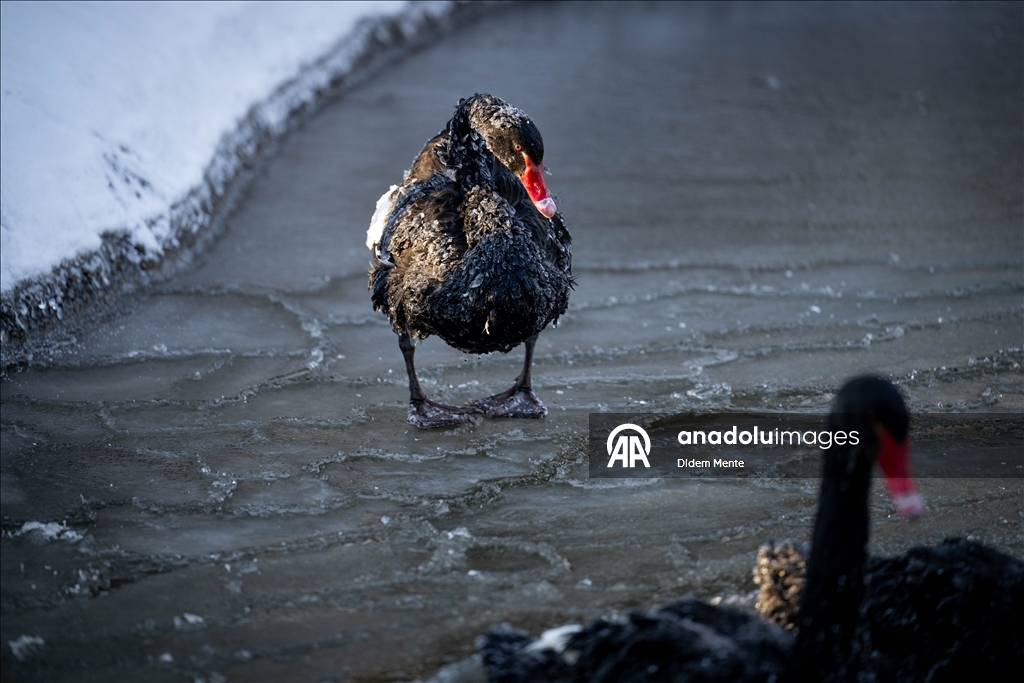 Başkentin simgelerinden Kuğulu Park'taki havuzun yüzeyi buz tuttu
