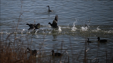 Mogan Gölü'nde doğal yaşam