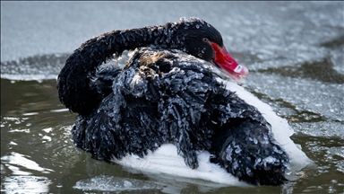 Başkentin simgelerinden Kuğulu Park'taki havuzun yüzeyi buz tuttu