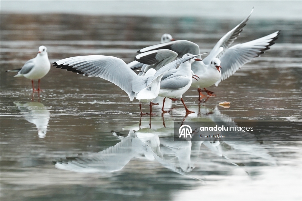 Mogan Gölü, kısmen dondu