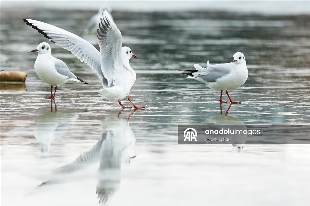 Mogan Gölü, kısmen dondu